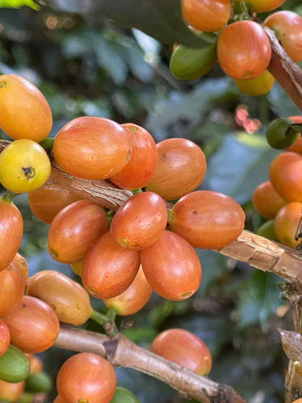 Café que cuida el territorio