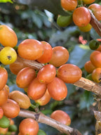 Café que cuida el territorio