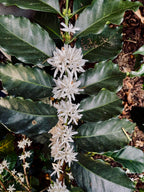 Flores de Café 