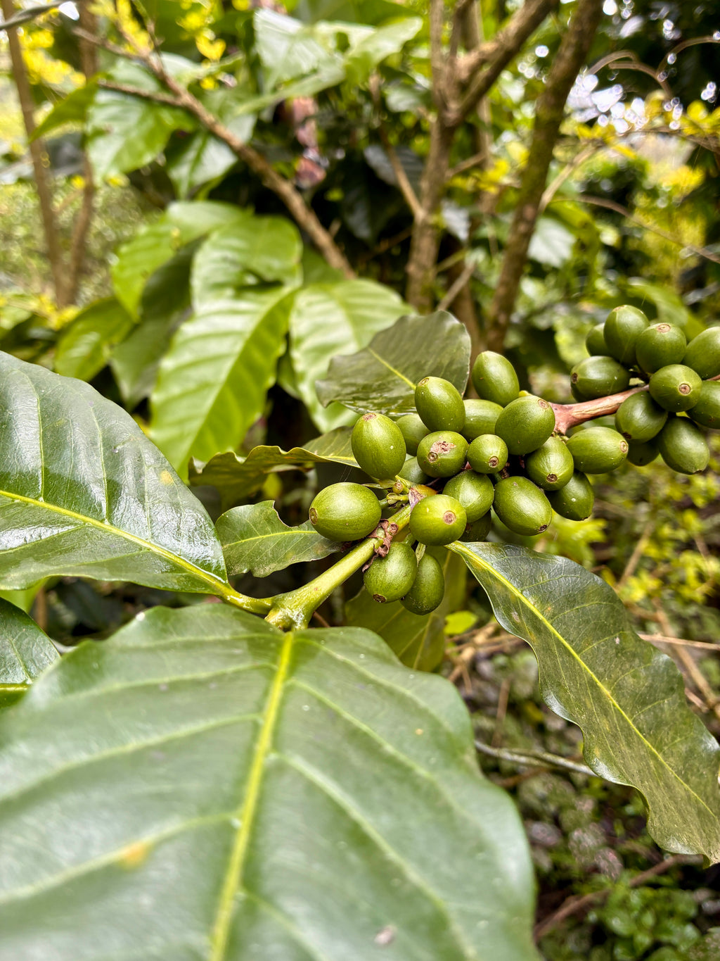 Planta granos en verde café LUMBRE