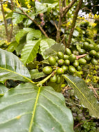 Planta granos en verde café LUMBRE